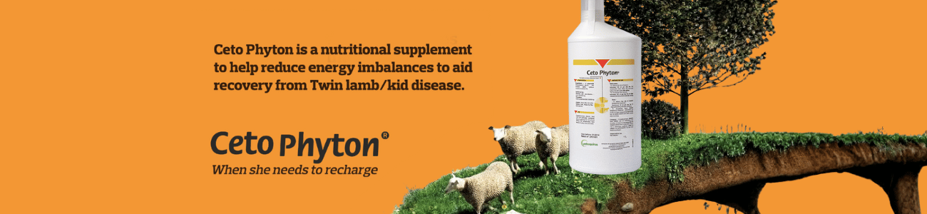 Ceto Phyton - When she needs to recharge - Banner